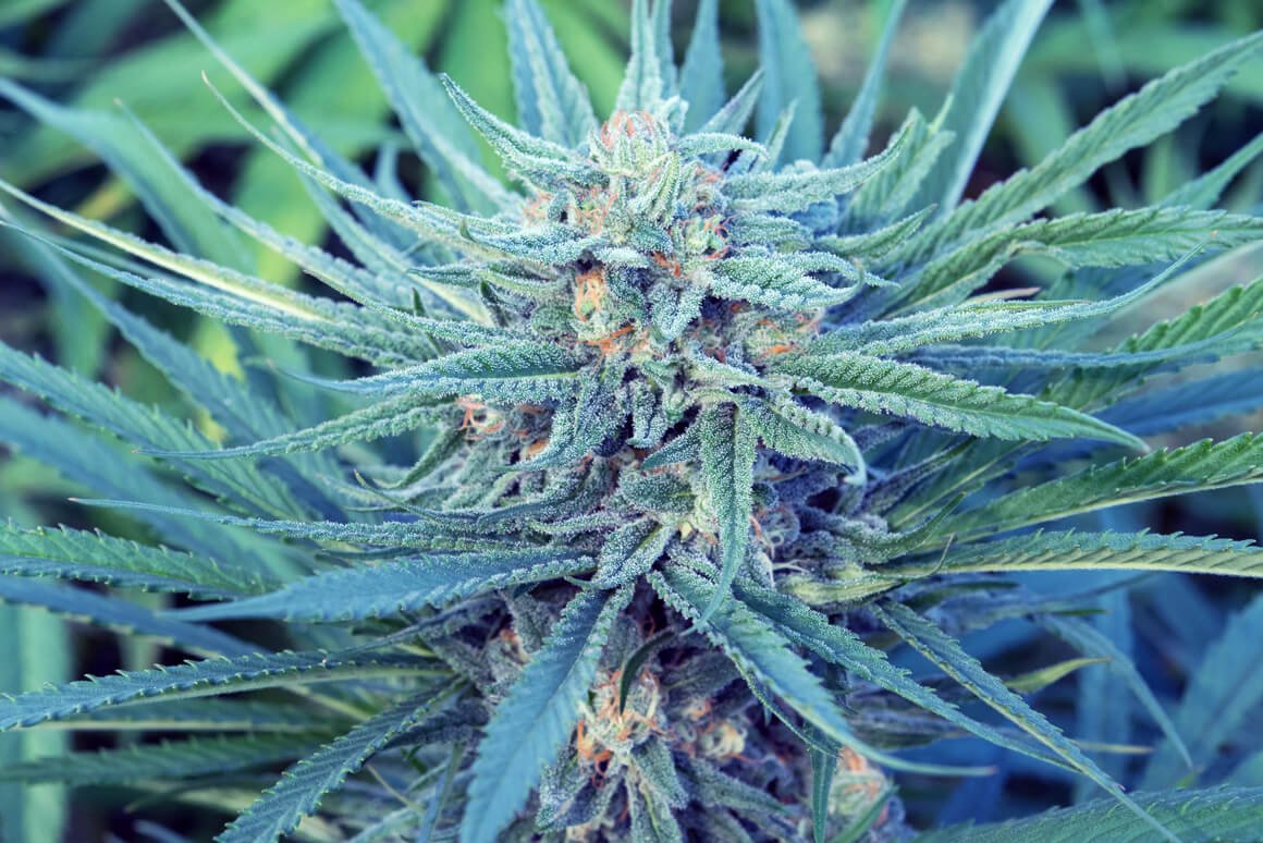 cross country cbd vapes blue diamond Still River Wellness
